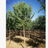 產(chǎn)地直銷(xiāo)綠化苗木絲棉木 3-20公分絲棉木秋季熱銷(xiāo)
