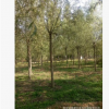 柳樹(shù)批發(fā)，出售直徑6-20公分速生柳
