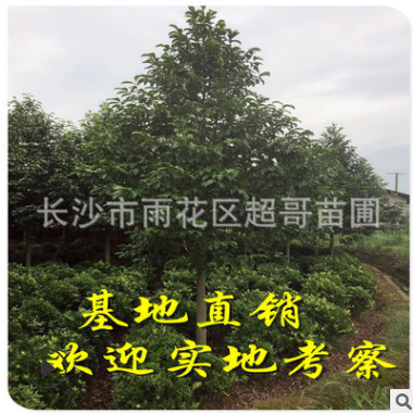 湖南批發園林綠化喬木樂昌含笑樹苗 樂昌含笑大樹 胸徑10至20cm