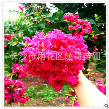 湖南基地 正宗速生美國紫薇紅火箭 百日紅樹苗批發 庭院觀花喬木