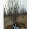 秋季西府海棠特價(jià)銷(xiāo)售 3-15公分西府海棠 分支點(diǎn)60-80公分 量大