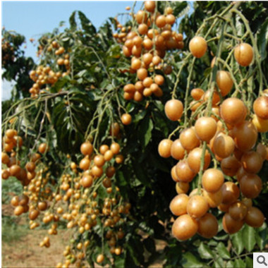 黃皮樹(shù)苗大雞心黃皮苗 無(wú)核黃皮苗 嫁接樹(shù)苗基地 批發(fā)（帶泥球）