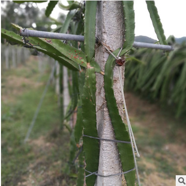 批發(fā) 火龍果苗 純正紅心火龍果樹苗 紅心火龍果繁育 成活率高