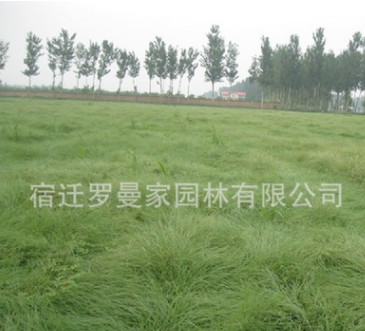 批發草坪種子 野牛草種子 暖季型草坪 新采優質種子