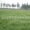 批發草坪種子 野牛草種子 暖季型草坪 新采優質種子