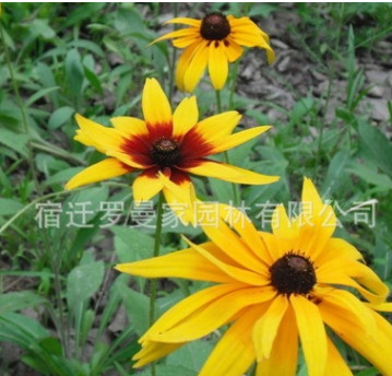 黑心菊種子 金光菊 金雞菊 花卉種子草花種