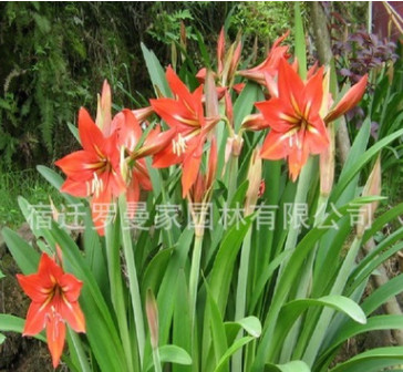 朱頂紅種球 朱頂紅球根 庭院盆栽花卉 當年開花 量大優惠