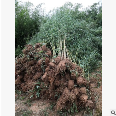 剛竹 青皮竹 紫竹 慈孝竹 各種規格 品種齊全 量大優惠