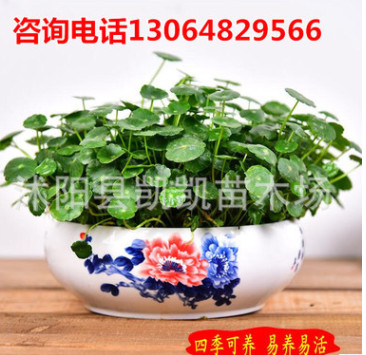 銅錢草水培室內(nèi)心形草小盆栽植物種子四季辦公室金錢草防輻射耐寒