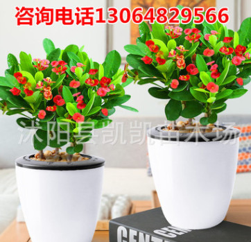 海棠花花卉盆栽 四季綠植水培觀花植物 虎刺梅鐵海棠室內耐寒植物