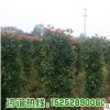 基地直銷紅葉石楠柱 供應優質紅葉石楠綠化工程苗木量大從優