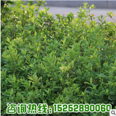 基地直銷盆栽花卉小葉梔子花苗 羅漢梔子花小苗 綠植花量大優惠