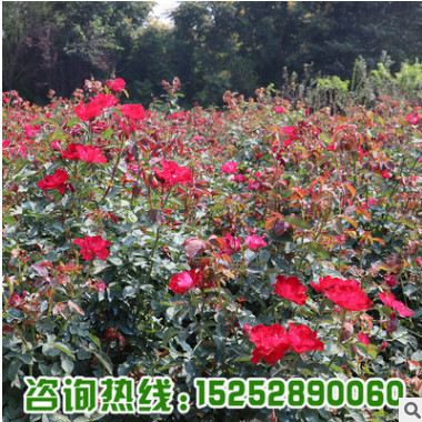 基地批發銷售紅帽月季 大花月季 豐花月季 各種月季苗出售