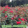 基地批發銷售紅帽月季 大花月季 豐花月季 各種月季苗出售