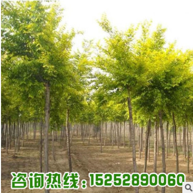 基地批發嫁接金葉榆樹苗 園林庭院綠化工程苗木金葉榆 耐寒耐旱