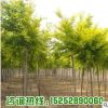 基地批發嫁接金葉榆樹苗 園林庭院綠化工程苗木金葉榆 耐寒耐旱