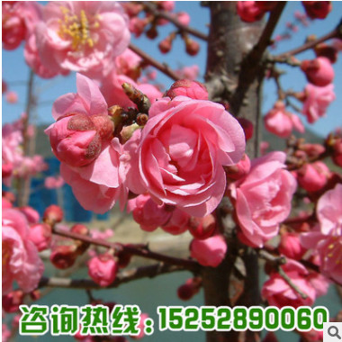 精品榆葉梅樹苗批發庭院盆栽花卉植物嫁接榆葉梅綠化苗木