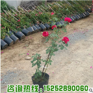 基地批發銷售歐洲月季花苗 紅龍 小女孩 供應優質藤本月季苗量大