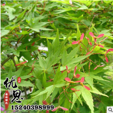 基地批發(fā)銷售雞爪槭樹苗 供應(yīng)優(yōu)質(zhì)行道綠化苗木雞爪槭小苗