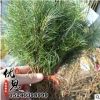 基地培育直銷松樹苗成活率高 優質園林綠化雪松樹小苗歡迎咨詢