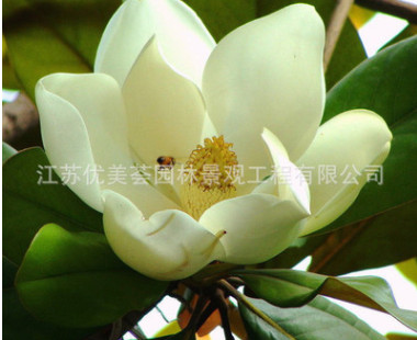 紫玉蘭樹苗批發(fā)庭院觀花植物黃玉蘭 白玉蘭花苗 園林盆景規(guī)格齊全