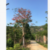批發鳳凰木 自家苗 一手貨源