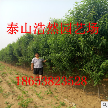 長期供應優質綠化苗龍柱碧桃 工程綠化苗龍珠碧桃