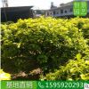 黃金榕球1米5高度 園林風(fēng)景區(qū)綠化用黃金榕球 橢圓形金葉榕灌木從