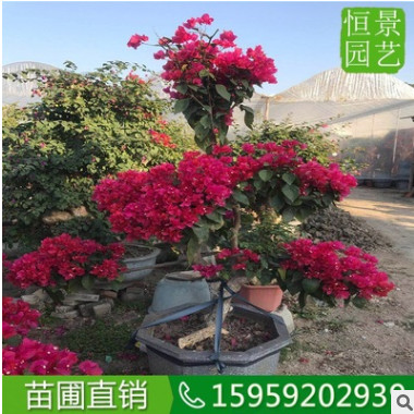 紅花三角梅小樁景 葉子花盆景 苗圃直銷 嫁接苗 造型紅色三角梅