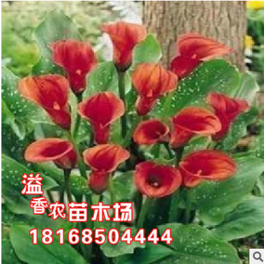 批發進口 特價促銷 進口彩色馬蹄蓮根【紅衣】馬蹄蓮.當年可開花