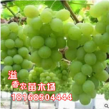 優質果樹苗 葡萄園皇后大葡萄 葡萄樹苗 葡萄苗 庭院陽臺盆栽果樹