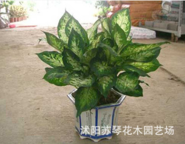 花葉斑馬萬(wàn)年青 銀皇后 萬(wàn)年青盆栽花卉 甲醛克星凈化空氣好幫手