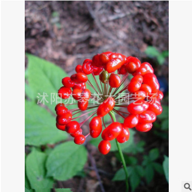 人參種子 陽臺庭院花卉盆栽 名貴藥材種子 長白山人參 包出芽