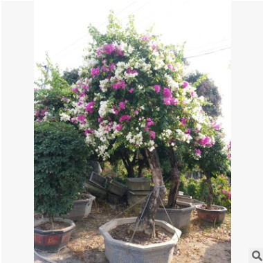 五彩多色三角梅基地 三角梅報價 花色三角梅盆景 多色三角梅樹