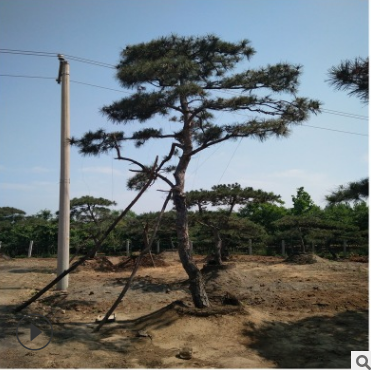 苗圃直銷造型景松 產(chǎn)地貨源園林盆栽景觀造型景松