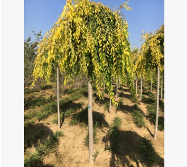 售金葉垂榆 金葉垂枝榆工程苗 彩葉喬木行道樹
