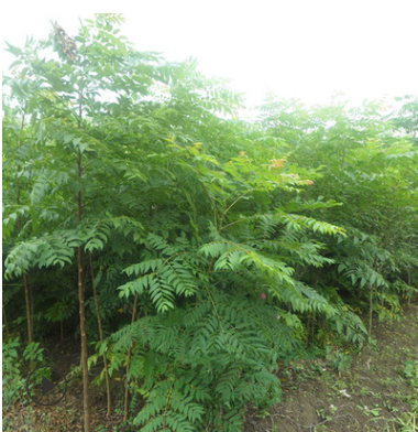 苦楝 3.5.7.8.10.12.15.18公分苦楝樹