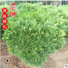 冠50-1.5米雀舌黃楊球 直銷園林觀賞風景樹濕地綠化植物常綠植物