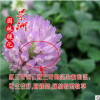 批發一年生紫花苜蓿草籽黑麥草種子 牧草種子牲口牛羊飼料種子