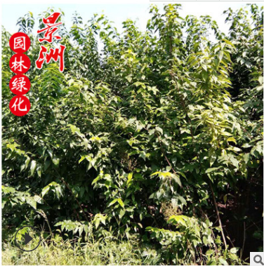 叢生臘梅 1米1.2米叢生臘梅