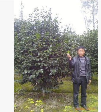 供應 各種大小規格 茶花球