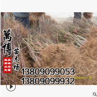 批發 嫁接桃樹大苗 水蜜桃 冬桃 黃桃 當年結果 適合南北方種植
