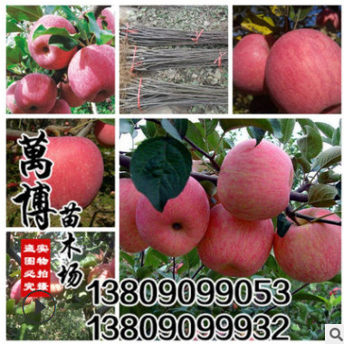 批發 果樹 果樹苗 蘋果苗 蘋果樹苗 紅富士蘋果當年結果包成活