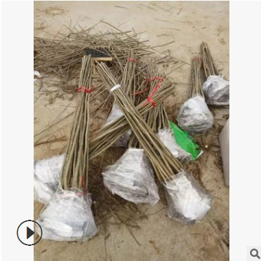 批發：果樹苗 早熟大紅袍魁栗板栗樹苗 板栗苗 當年結果 包活