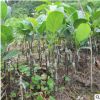 果苗 果樹苗 紅肉菠蘿蜜苗 正品保證