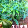 果苗 鱷梨苗 哈斯牛油果苗 自產 正品