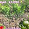 果苗 果樹苗 新會柑苗 廣陳柑苗 陳皮柑苗 正品