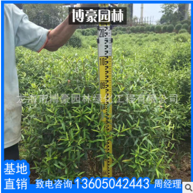 尖葉木樨欖球形園林苗木批發 廠家直銷供應行道園林綠化風景樹