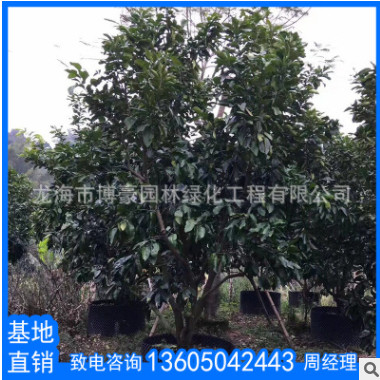 福建蜜柚園林果樹苗木廠家直銷批發 南方嫁接種植柚子樹當年結果