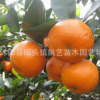 庭院可盆栽無核蜜橘果樹苗木批發砂糖橘樹苗 柑橘苗規格齊全